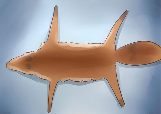 670px-Catch-a-Fox-Step-13-Version-2.jpg