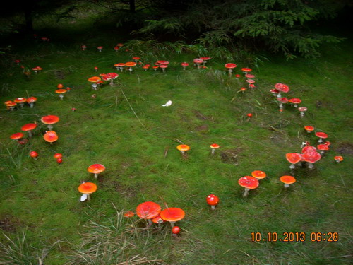 Fliegenpilz_Hexenring_2_Klaus.jpg